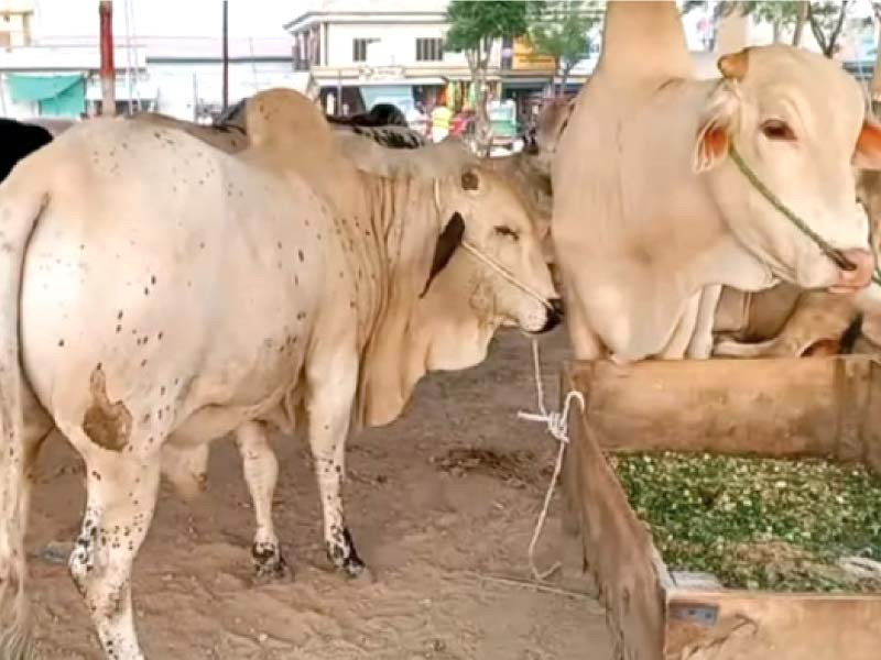 Consumption of cattle with viral disease detrimental for humans