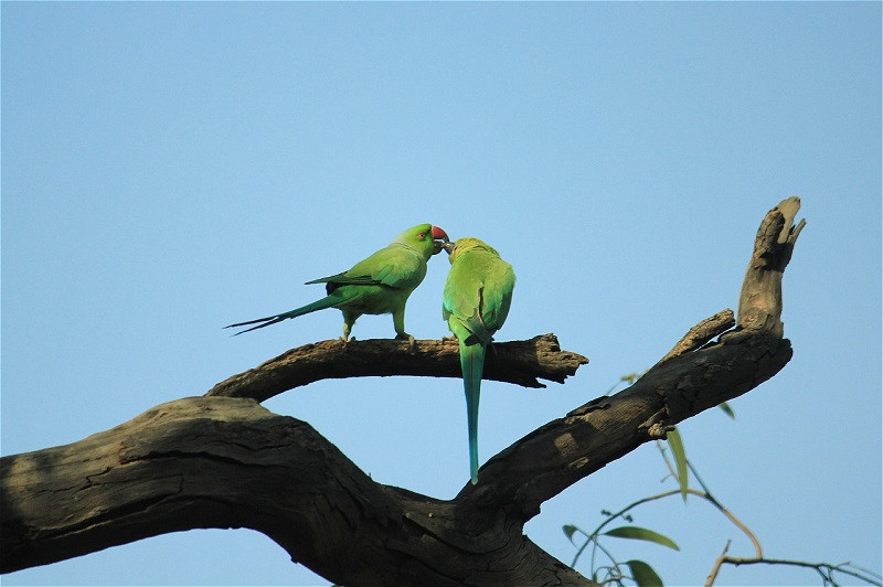 Parrots revival plan takes wing