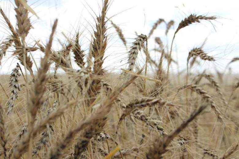Top wheat growers rewarded
