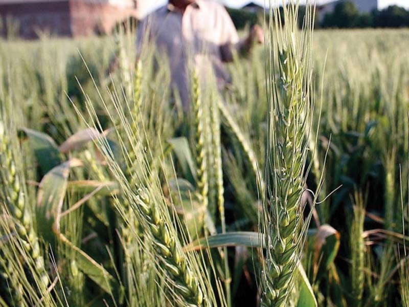Researchers seek incentives to promote organic farming
