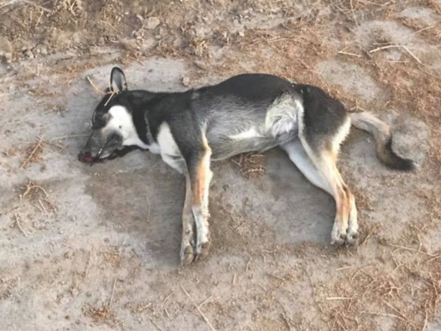 Four suspended over animal cruelty in Bahrain