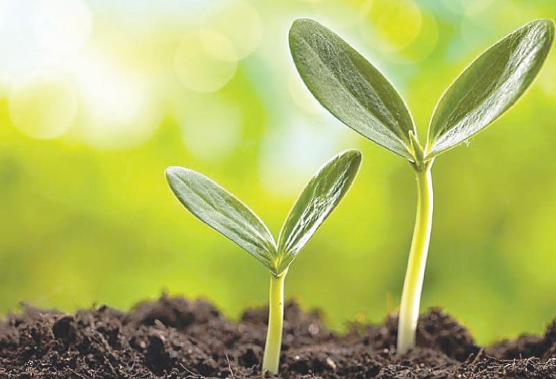 Experts call for using new seeds as per climate change