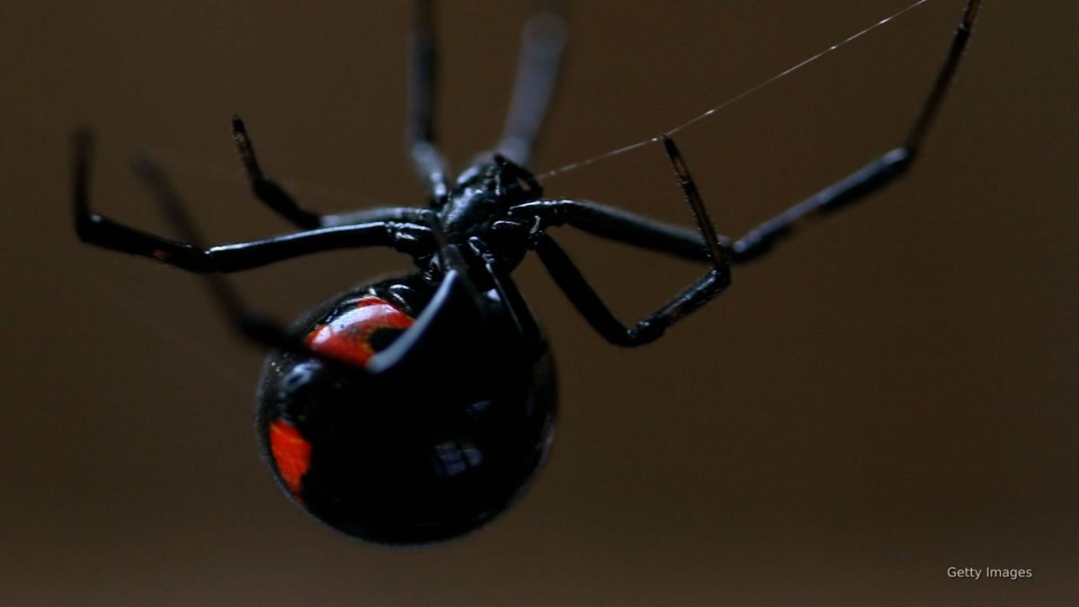Researchers develop real-life sticky-web gadget inspired by Spider-Man