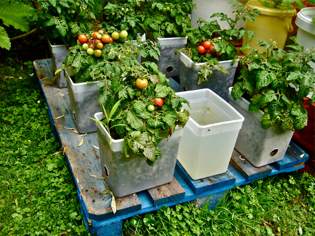 Beat the price hikes with vegetables of your own